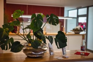 Start eine große topfpflanze steht auf einem hölzernen tresen in einem modernen empfangsbereich, mit broschüren und einer flasche wasser auf der arbeitsplatte. im hintergrund sind eine rote akzentwand und glastüren zu sehen.
